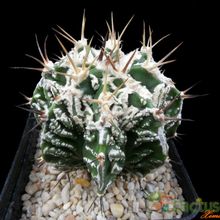 Una foto de Astrophytum ornatum cv. HUKURYU HANNYA