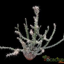 Una foto de Opuntia aurantiaca