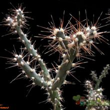 Una foto de Opuntia aurantiaca