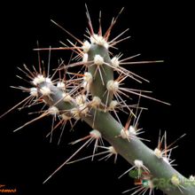 Una foto de Opuntia aurantiaca