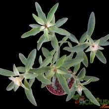 Una foto de Euphorbia pteroneura
