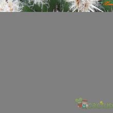 Una foto de Mammillaria huitzilopochtli