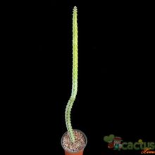 A photo of Cereus spegazzinii
