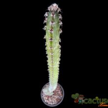 A photo of Cereus spegazzinii