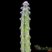 A photo of Cereus spegazzinii