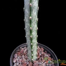 A photo of Cereus spegazzinii