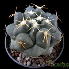 Una foto de Coryphantha elephantidens