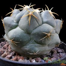 Una foto de Coryphantha elephantidens
