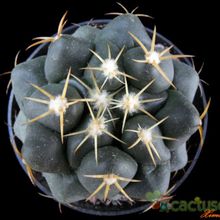 Una foto de Coryphantha elephantidens