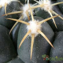 Una foto de Coryphantha elephantidens