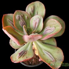 Una foto de Echeveria Baron Bold (HIBRIDO)