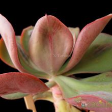 Una foto de Echeveria Baron Bold (HIBRIDO)
