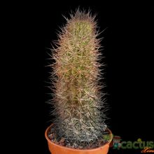 A photo of Eriosyce bulbocalyx