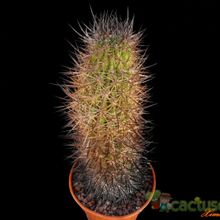 A photo of Eriosyce bulbocalyx