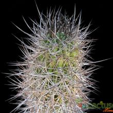 A photo of Eriosyce bulbocalyx