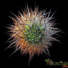 A photo of Eriosyce bulbocalyx
