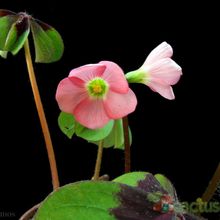 Una foto de Oxalis deppei  