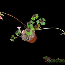 Una foto de Oxalis deppei  
