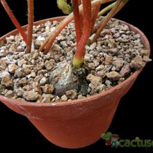 Una foto de Oxalis deppei  