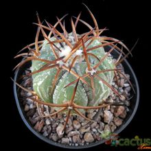 A photo of Echinocactus horizonthalonius