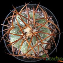 A photo of Echinocactus horizonthalonius