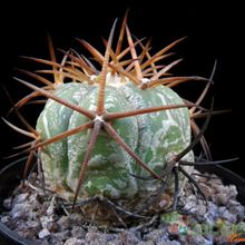 A photo of Echinocactus horizonthalonius
