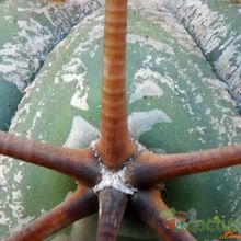 A photo of Echinocactus horizonthalonius