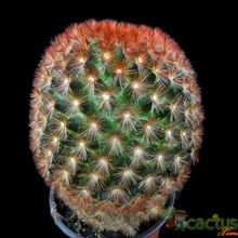 A photo of Mammillaria carmenae