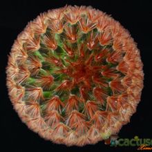 A photo of Mammillaria carmenae