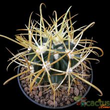 Una foto de Ferocactus chrysacanthus