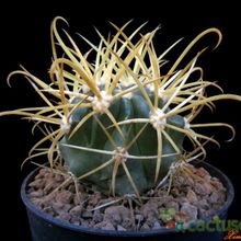 Una foto de Ferocactus chrysacanthus