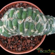 A photo of Pilosocereus leucocephalus fma. crestada