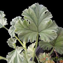 Una foto de Pelargonium odoratissimum  