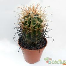 Una foto de Ferocactus cylindraceus