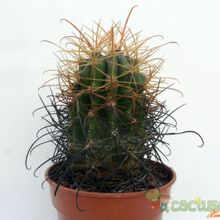 Una foto de Ferocactus cylindraceus