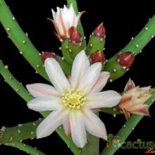 A photo of Opuntia salmiana