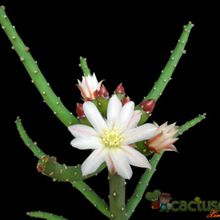 A photo of Opuntia salmiana