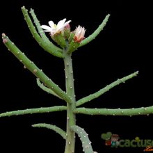 A photo of Opuntia salmiana