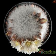 Una foto de Mammillaria schwarzii