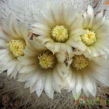 A photo of Mammillaria schwarzii