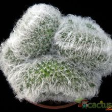 Una foto de Mammillaria bocasana ssp. bocasana