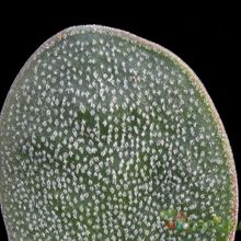 A photo of Crassula cotyledonis