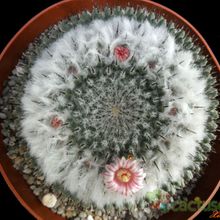 Una foto de Mammillaria lloydii