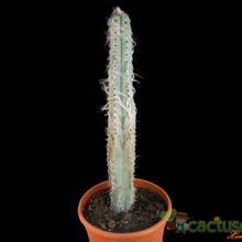 A photo of Pilosocereus glaucochrous