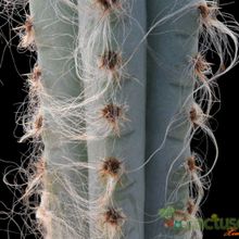A photo of Pilosocereus glaucochrous