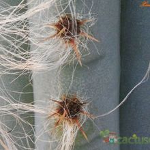 A photo of Pilosocereus glaucochrous