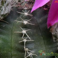 A photo of Echinocereus pulchellus subsp. acanthosetus