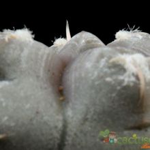 Una foto de Gymnocalycium prochazkianum