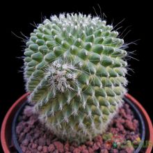 A photo of Mammillaria spinosissima fma. unpico