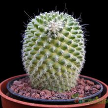 A photo of Mammillaria spinosissima fma. unpico